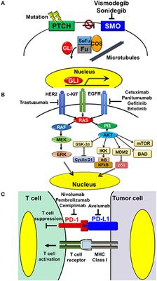 Updates on the Systemic Treatment of Advanced Non-melanoma Skin Cancer